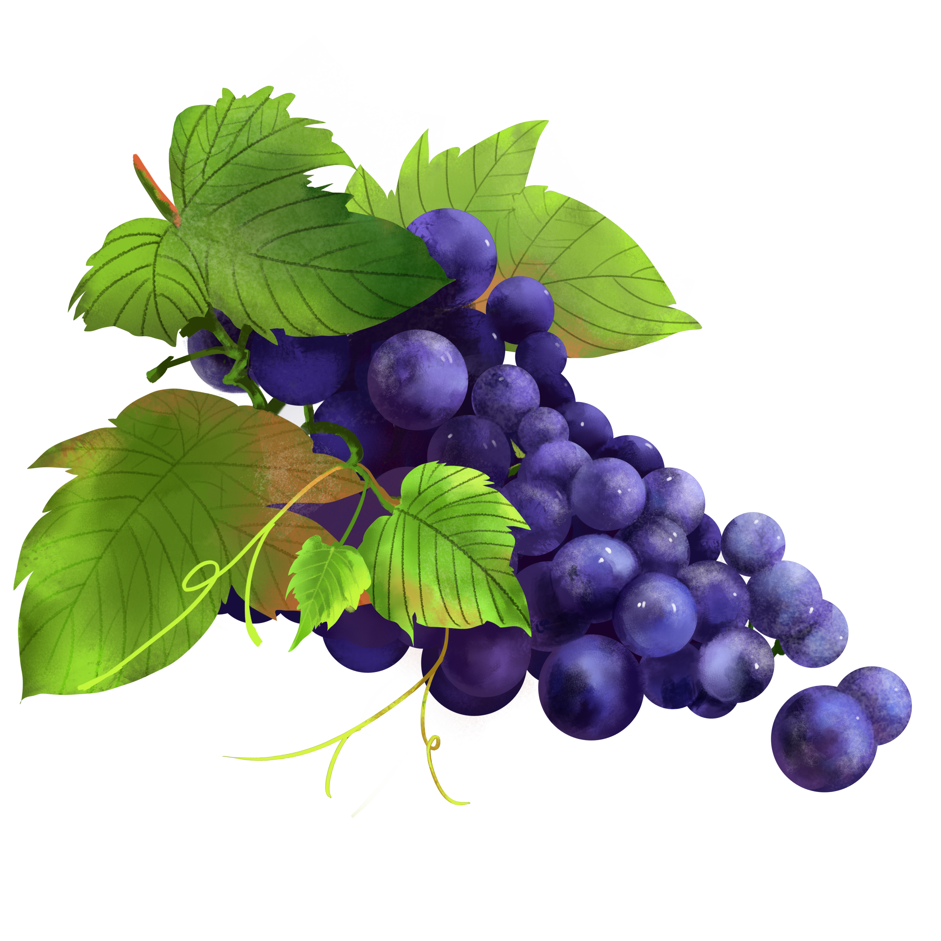 —Pngtree—a bunch of grapes_7211787.png